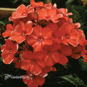'Orange Perfection' Garden Phlox