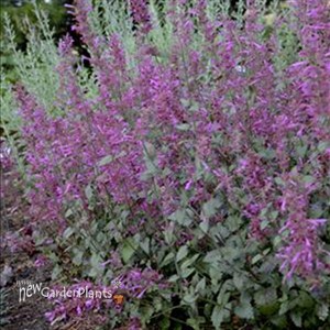 'Bolero' Agastache Hyssop