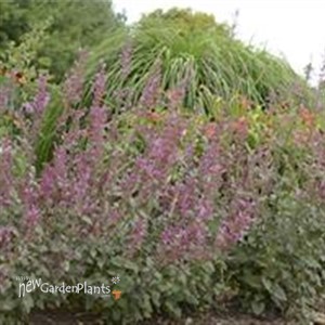 'Bolero' Agastache Hyssop