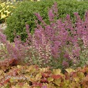 'Bolero' Agastache Hyssop