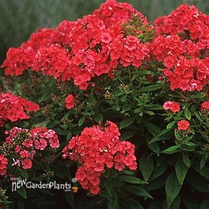 'Orange Perfection' Garden Phlox