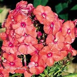 'Orange Perfection' Garden Phlox