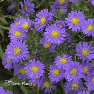 Aster KICKIN™ 'LILAC BLUE'