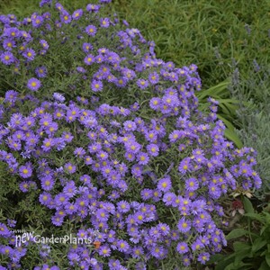 Aster KICKIN™ 'LILAC BLUE'