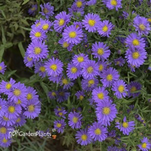 Aster KICKIN™ 'LILAC BLUE'