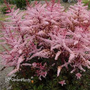 Astilbe 'Deft Lace' False Spirea