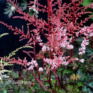 Astilbe 'Deft Lace' False Spirea