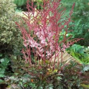 Astilbe 'Deft Lace' False Spirea