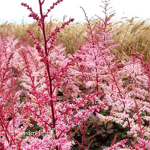 Astilbe 'Deft Lace' False Spirea