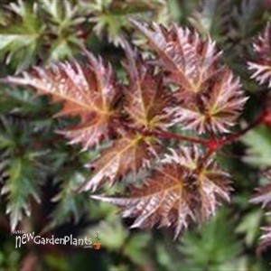 Astilbe 'Deft Lace' False Spirea