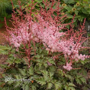 Astilbe 'Deft Lace' False Spirea