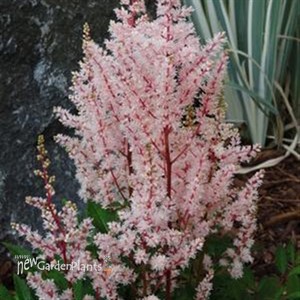 Astilbe 'Look at Me' False Sprirea