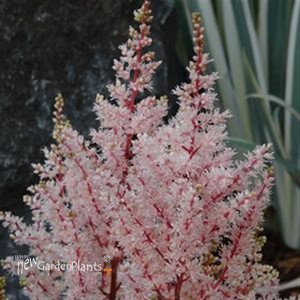 Astilbe 'Look at Me' False Sprirea