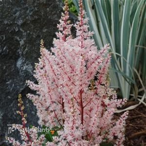 Astilbe 'Look at Me' False Sprirea