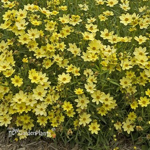 'Full Moon' Coreopsis Tickseed