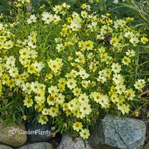 'Full Moon' Coreopsis Tickseed