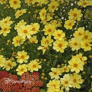 'Full Moon' Coreopsis Tickseed