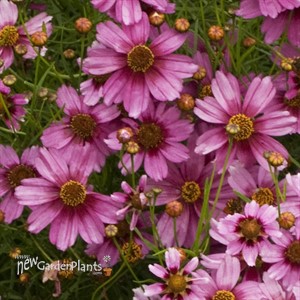 'Heaven's Gate' Coreopsis Tickseed