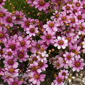 'Heaven's Gate' Coreopsis Tickseed