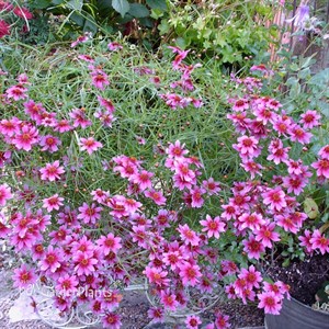 'Heaven's Gate' Coreopsis Tickseed