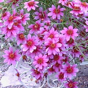 'Heaven's Gate' Coreopsis Tickseed