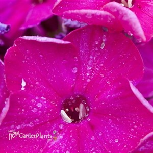 'Starfire' Tall Garden Phlox