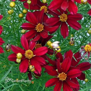 'RED SATIN' Tickseed