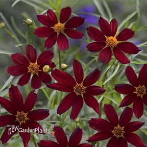 'RED SATIN' Tickseed