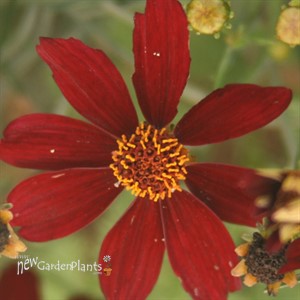 'RED SATIN' Tickseed
