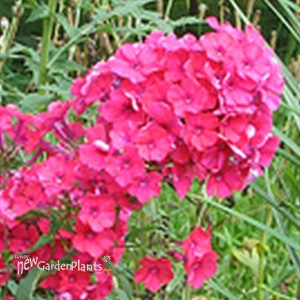 'Starfire' Tall Garden Phlox