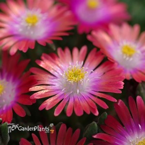 'Garnet' Jewel of Desert Garnet Delosperma ICE PLANT