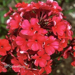 'Starfire' Tall Garden Phlox