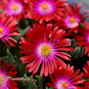 'Garnet' Jewel of Desert Garnet Delosperma ICE PLANT