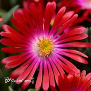 'Garnet' Jewel of Desert Garnet Delosperma ICE PLANT