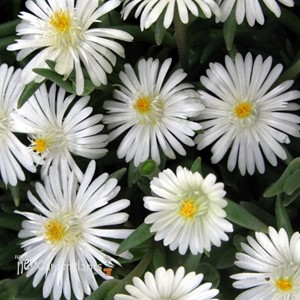 'Moonstone' Jewel of Desert Moonstone ICE PLANT