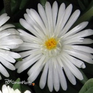 'Moonstone' Jewel of Desert Moonstone ICE PLANT