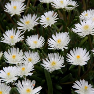 'Moonstone' Jewel of Desert Moonstone ICE PLANT