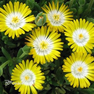 'Peridot' Jewel of Desert Peridot ICE PLANT