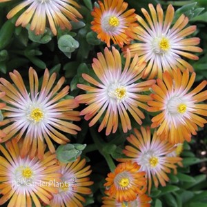 'Topaz' Jewel of Desert Topaz ICE PLANT