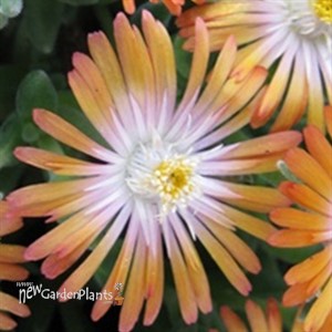 'Topaz' Jewel of Desert Topaz ICE PLANT