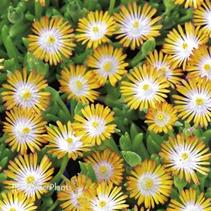 'Topaz' Jewel of Desert Topaz ICE PLANT