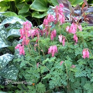 Burning Hearts 'King of Hearts'  Bleeding Hearts