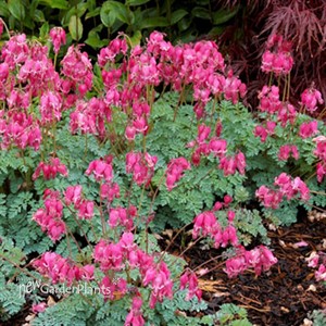 Burning Hearts 'King of Hearts'  Bleeding Hearts
