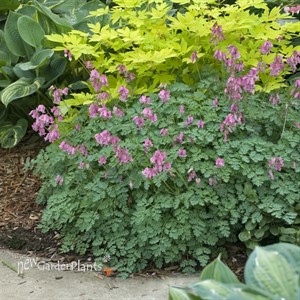 Burning Hearts 'King of Hearts'  Bleeding Hearts