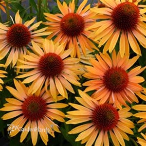 'Big Kahuna' Coneflower