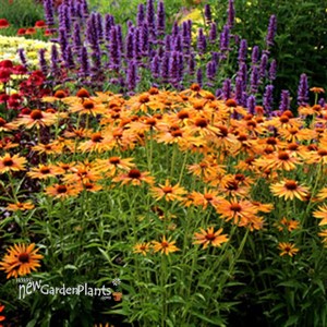 'Big Kahuna' Coneflower