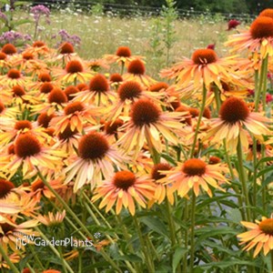 'Big Kahuna' Coneflower