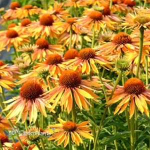 'Big Kahuna' Coneflower
