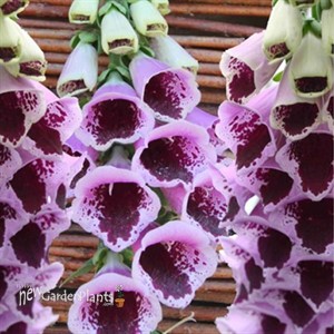 'Sugar Plum' Foxglove
