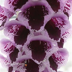 'Sugar Plum' Foxglove